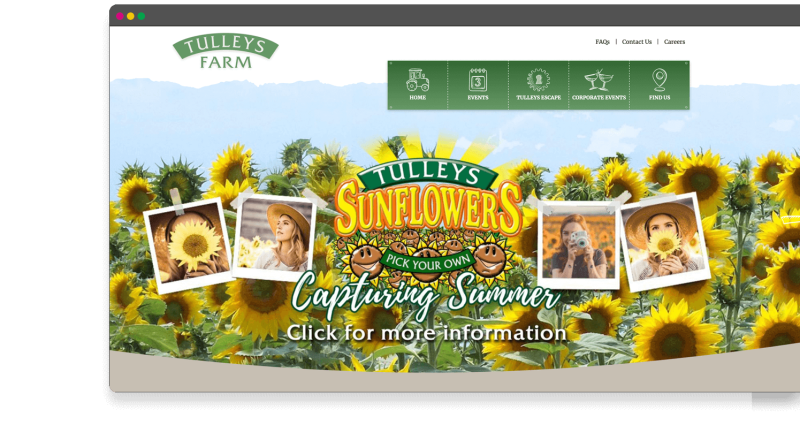 Tulleys Sunflowers - Pick Your Own
