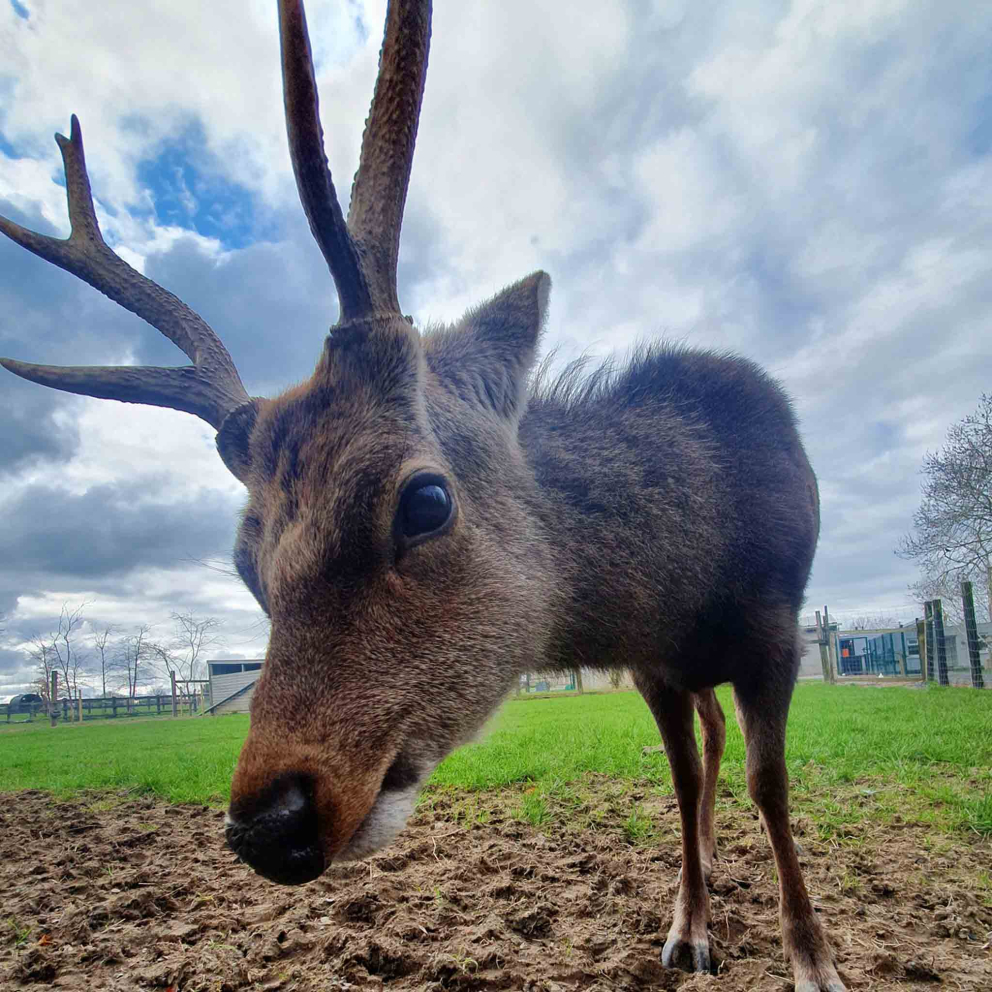 Reindeer at Clonfert Pet Farm