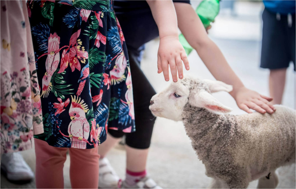 Feeding time at Clonfert Pet Farm
